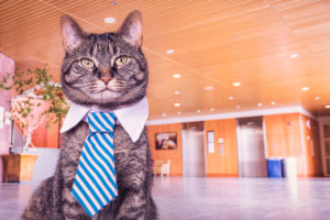 Cat with tie