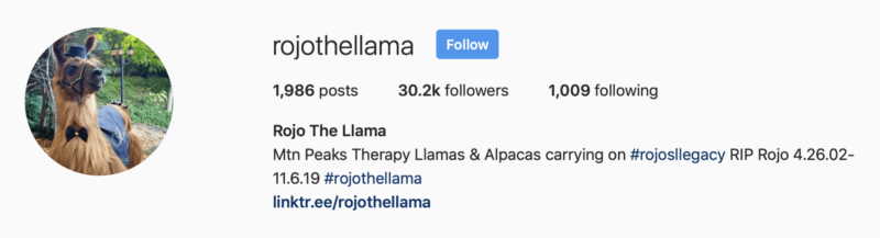 Llama on Instagram with 30K followers